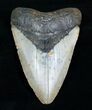 Inch Megalodon Shark Tooth #4064-1